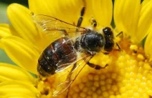 Pszczoły dalej masowo wymierają. W samych USA od 4/14 do 4/15 znikło ich 40%
