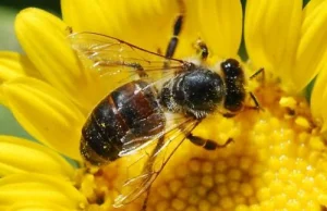 Pszczoły dalej masowo wymierają. W samych USA od 4/14 do 4/15 znikło ich 40%