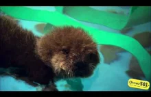 Malutka osierocona wydra uczy się pływać.
