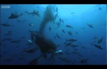 Rekin wielorybi - największa z ryb