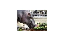 Szafirowa rocznica hipopotamów