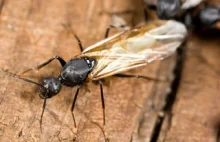 Inwazja latających mrówek w Wielkiej Brytanii
