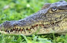 Włochy: Kamorra straszyła swoje ofiary krokodylem