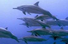 Czy delfiny wołają się używając swoich "imion"?