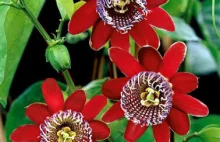 Passion Flower - Winged-stem | Plants from Bakker Spalding Garden Company