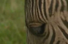 Zorse - pół zebra, pół koń.