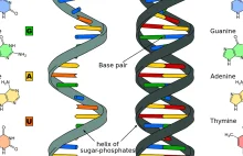 Czy RNA jest źródłem życia na Ziemi? Nowe badania. | PozaRok3000