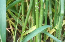 Mączniak prawdziwy zbóż i traw: kiedy zwalczanie będzie skuteczne?