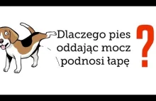 Dlaczego pies oddając mocz podnosi łapę?