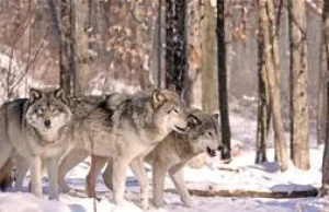 Na co polują polskie wilki?