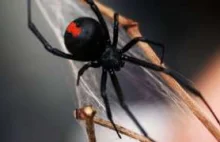 Spider bites Australian man on penis again - BBC News