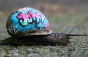 Graffiti na skorupach ślimaków ratuje je przed nieumyślnym zdeptaniem