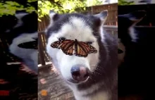 Ciekawa reakcja Huskiego na motylka, który wylądował na jego nosie.