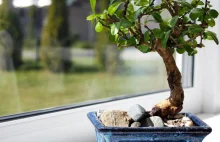 Jak pielęgnować drzewko bonsai w domu, by ładnie rosło