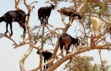 Kozy na drzewach i cudowny olej Berberów - Inne strony świata