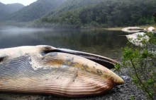 337 martwych wielorybów w Chile