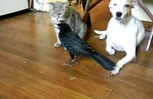Ptak dokarmia kota i psa.