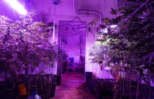 Matka i syn ukryli za szafą plantację marihuany. Mieli ponad 600 roślin