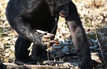Kanzi to samiec szympansa bonobo, który dużo umie. Bardzo dużo...)