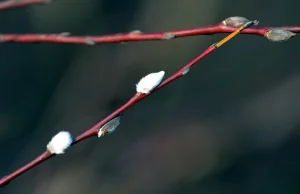 Zamiast śniegu, zakwitły bazie!