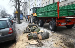 Łódź. Firmy wycinkowe zatrudniają dodatkowych ludzi, bo nie wyrabiają się z...