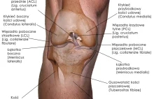 Staw kolanowy - anatomia kolana