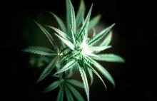 Rząd zalegalizuje medyczną marihuanę. Kto stoi za tą decyzją?