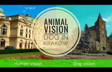 Jak widzą zwierzęta? [Pies w Krakowie] | How animals see the world? [Dog...