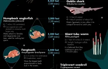 32 najdziwniejsze podwodne stworzenia odkryte do tej pory