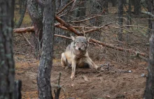 Myśliwi zastrzelili wilka Wasię – bohatera reportażu Białsatu