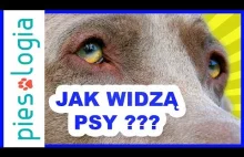 Jak widzą psy?