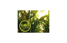 GMO – lobbing, wiara ipolityczna wola. Wywiad z dr hab. Katarzyną Lisowską...