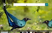 Bing jako najlepsza wyszukiwarka dla programistów?