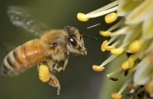 Odkryto jak pszczoły wyczuwają pola elektryczne kwiatów.