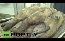 Mamut liczący 37000 lat dostępny dla zwiedzających w Rosji
