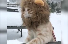 Mały lew na śniegu.