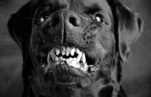 Czarny pies - ludowy zwiastun śmierci