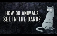 [ANG] W jaki sposób zwierzęta widzą w ciemnościach?