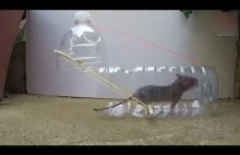 PET - pułapka na myszy