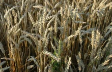 Europarlament odrzuca wniosek o krajowym zakazie importu GMO