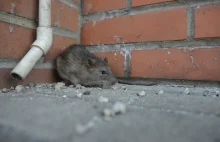 Ulubione miejsca szczurów we Wrocławiu :)