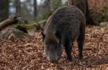 To może być szansa na ocalenie dzików! Sopot zostanie wyłączony z obwodów...