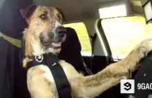 Pies który jeździ samochodem