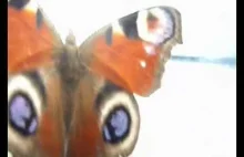 Motyl zimą - ciekawostka przyrodnicza