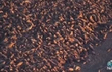 Olbrzymie stado 35 tys. morsów na alaskańskiej plaży