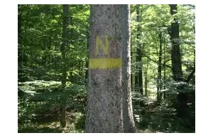 Tajemnicze znaki w leśnych ostępach - co oznaczają.