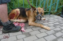 Włocławek: Pies miał trzy rany kłute. Nie udało się go uratować....