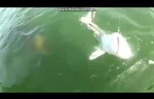 Giant sea creature eat a shark on camera.