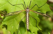 Koziułka wielka - największy przedstawiciel rzędu muchówek w Polsce