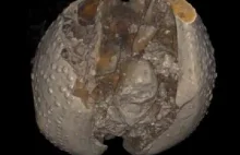 Odkryto najstarsze plemniki świata
